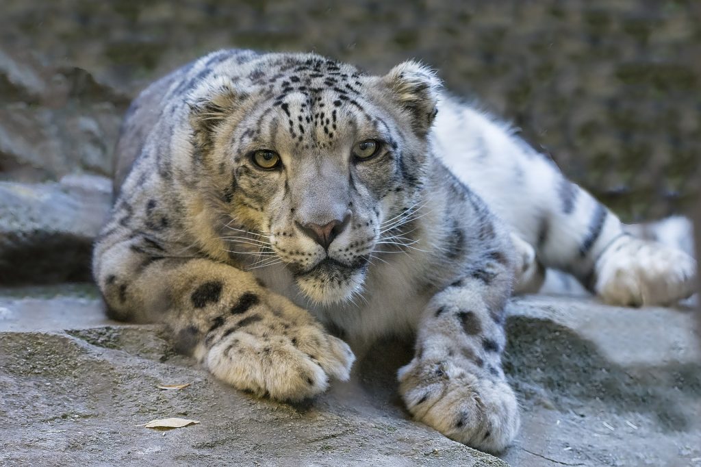 snow-leopard-